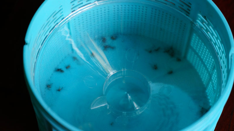 mosquito_trap_2.jpg